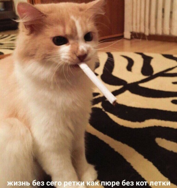Кот курит сигарету
