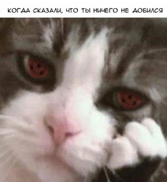 Кот плачет