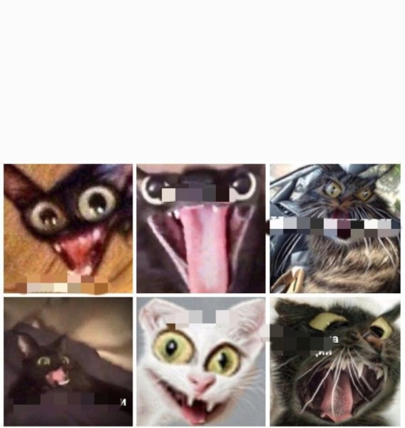 Смешной кот Мем