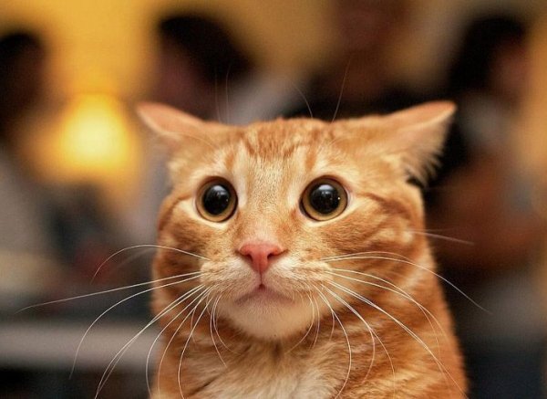 Испуганный кот