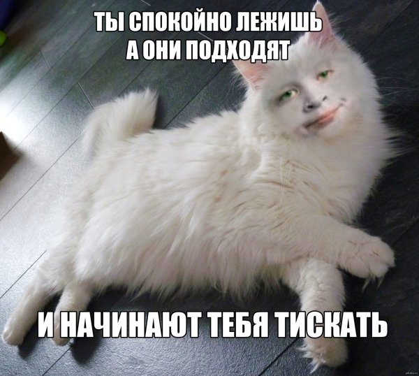 Про котов с надписями