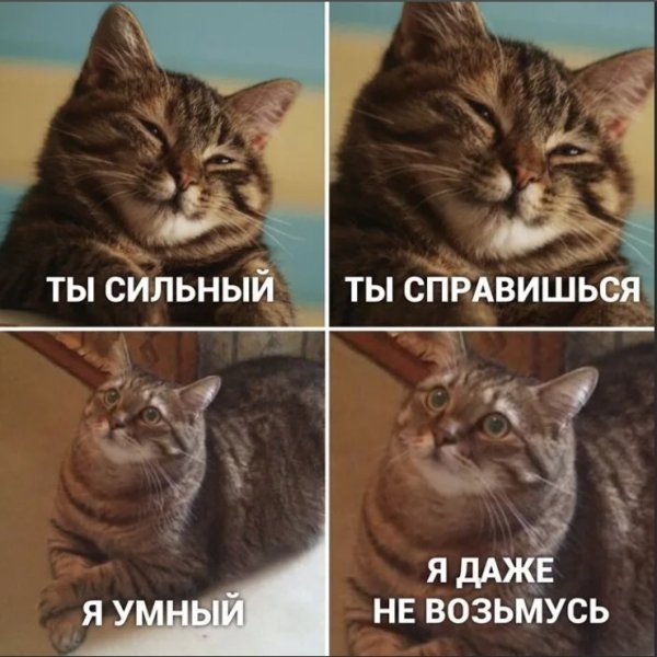 Кот Мем