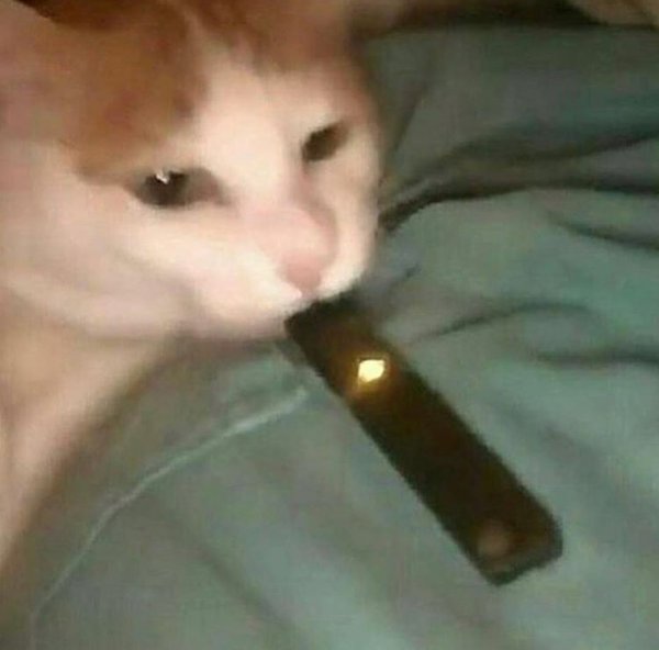 Котик с сигаретой