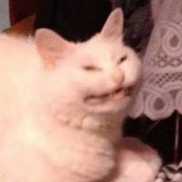 Кот Мем