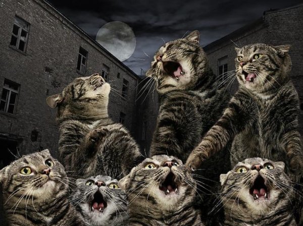 Орущие коты