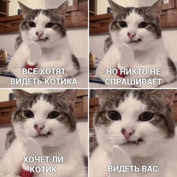 Мемы с котами и надписями