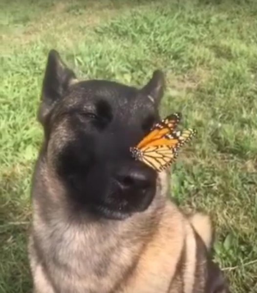 Овчарка с бабочкой на носу