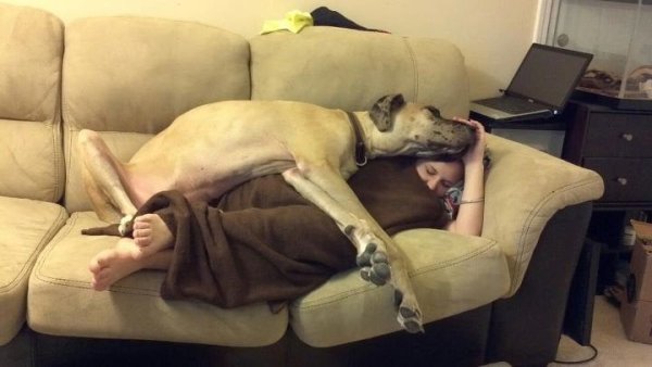 Собака лежит