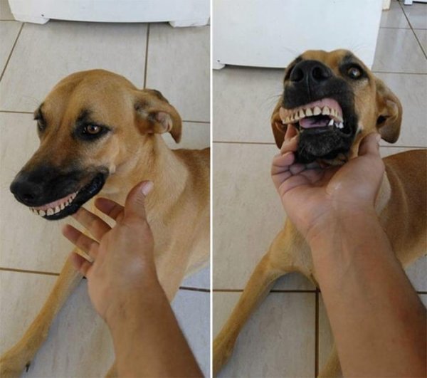 Пес с человеческими зубами