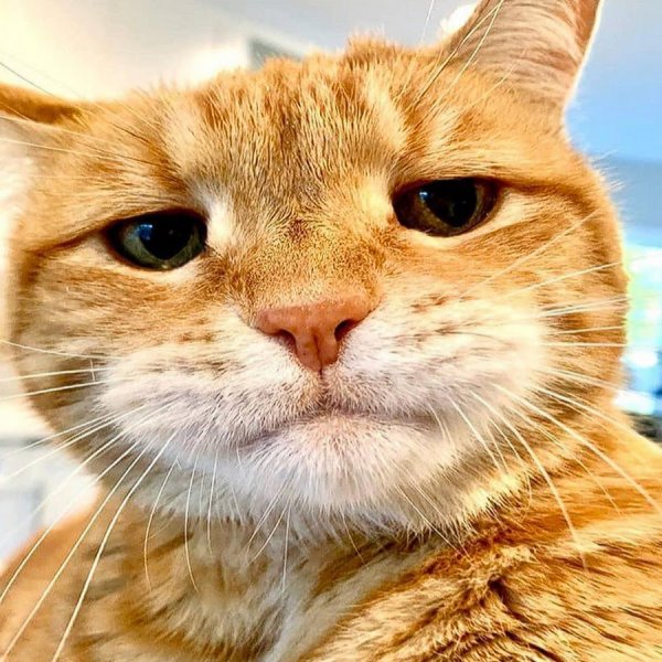 Рыжий кот улыбается