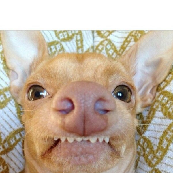 Беззубая собака