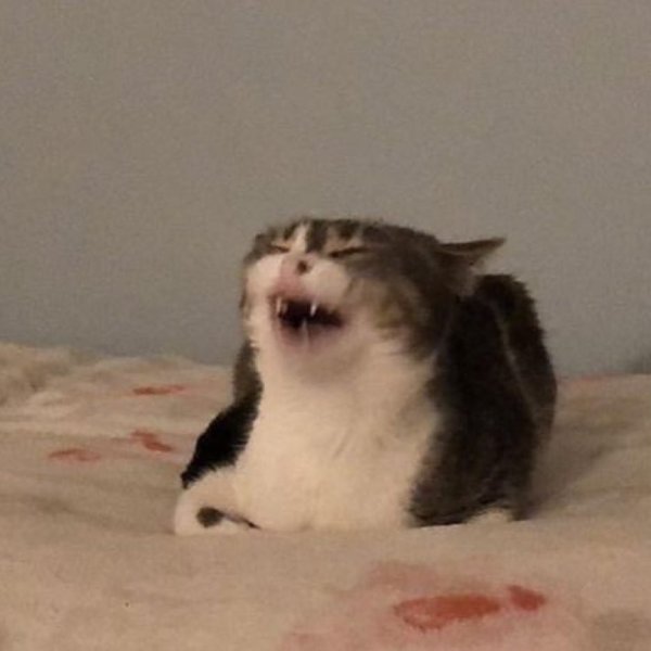 Кот смеется