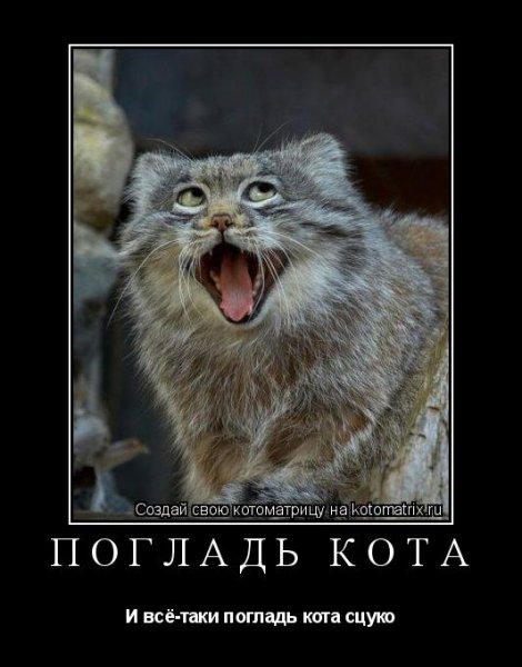 Погладь кота демотиватор