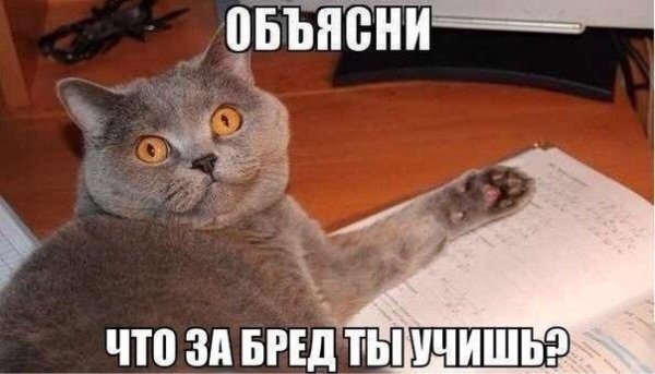 Мемы с котами про школу