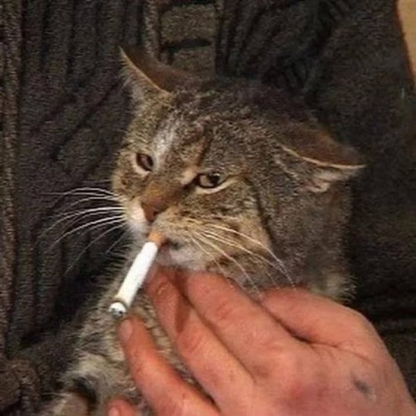 Кот с сигаретой