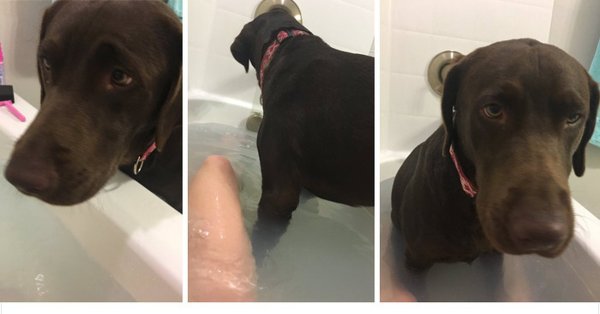 Лабрадор в ванне