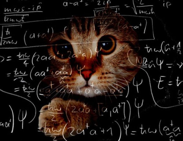 Котики физики