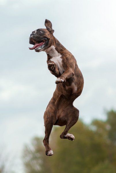 Собака прыгает