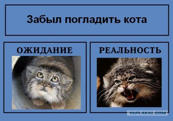 Погладь манула