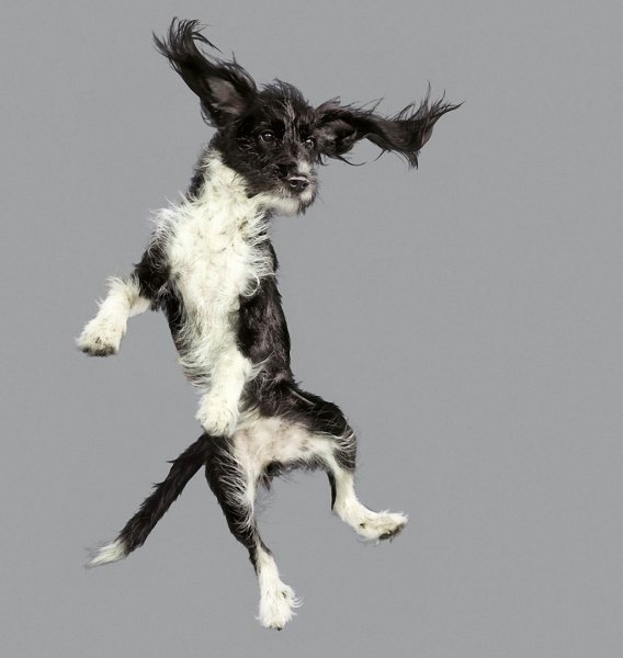 Животное прыгает