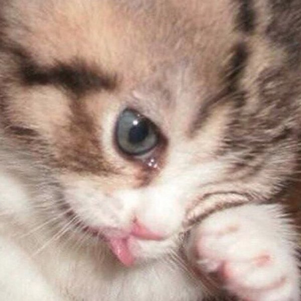 Котенок плачет