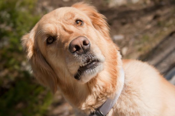 Удивленный пес