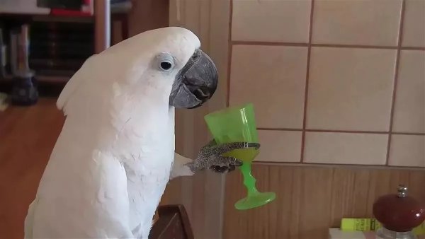 Попугай Мем