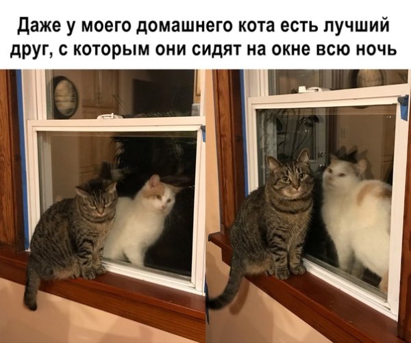 Коты приколы с надписями и мемами