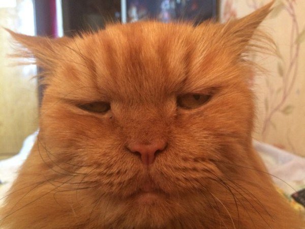 С рыжим котом