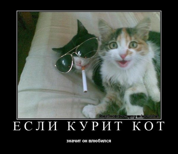 Кот с сигаретой