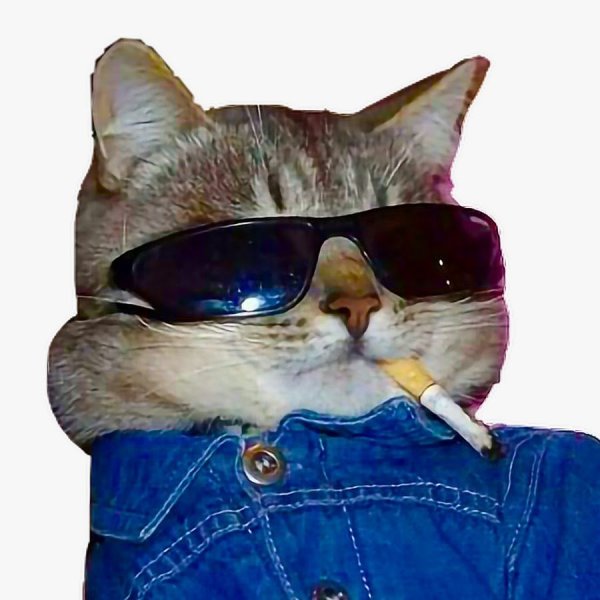 Кот в очках