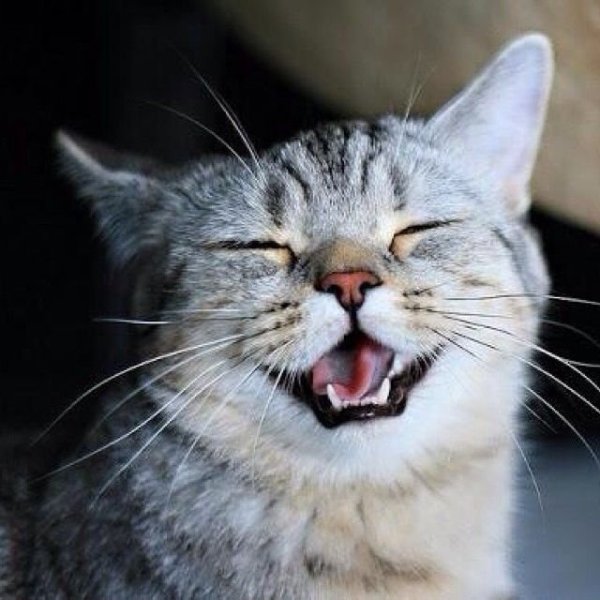 Кот смеется
