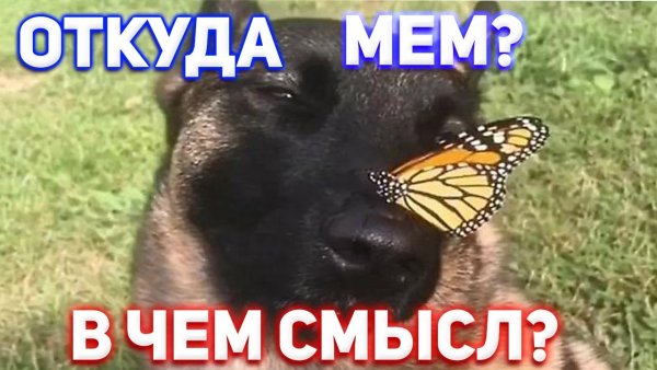 Овчарка с бабочкой Мем
