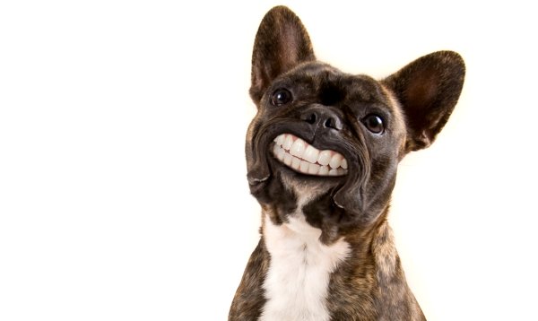 Пес улыбается