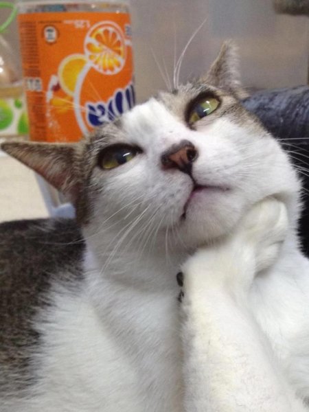 Кот задумался