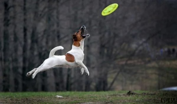 Джек Рассел терьер в прыжке