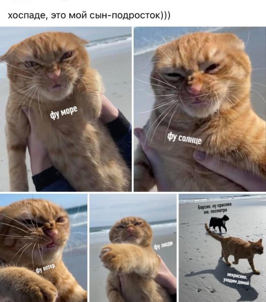 Коты мемы