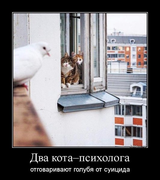 Кот и голубь