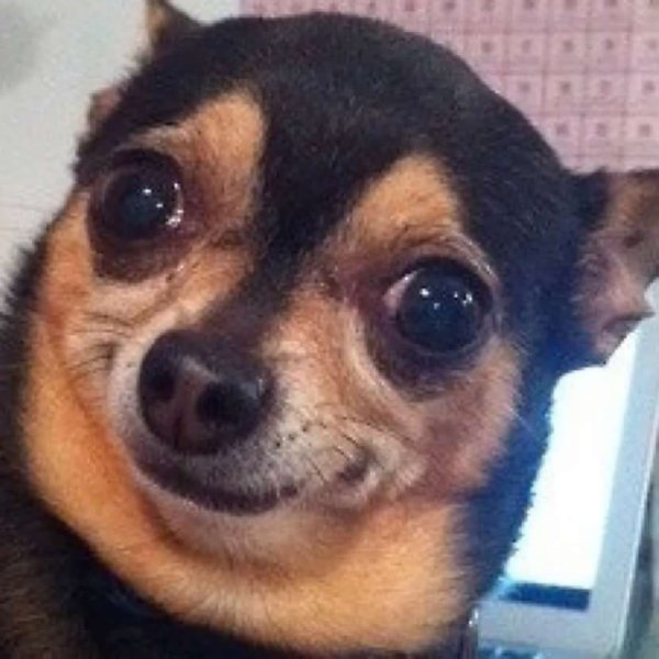 Мем с собакой чихуахуа