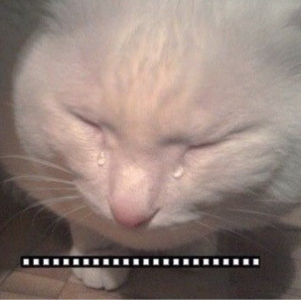 Котенок плачет