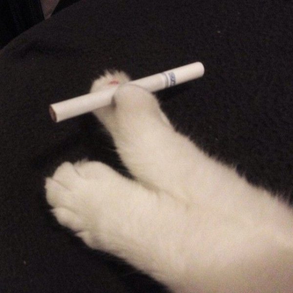 Белый кот с сигаретой