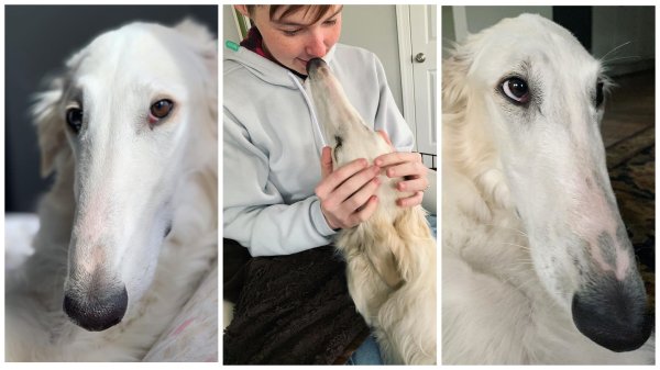 Русская псовая борзая Эрис