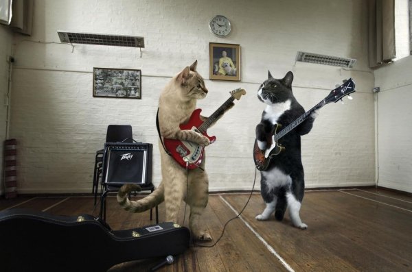 Кот гитарист