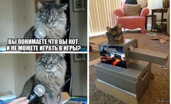 Коты мемы