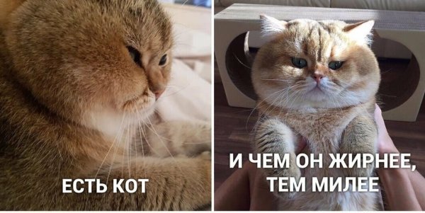 Мемы с котом