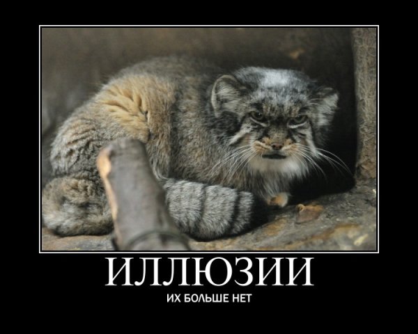 Манул погладь кота