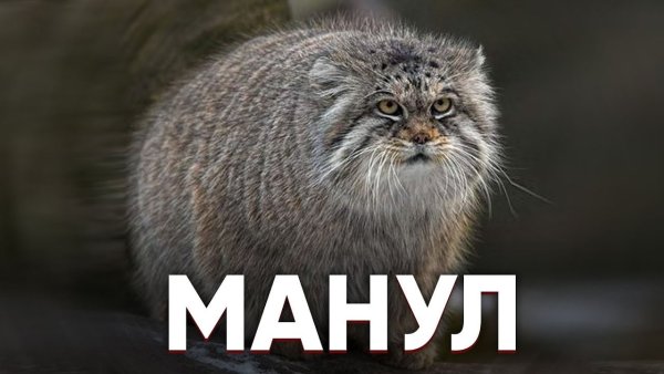 Кот Манул мемы