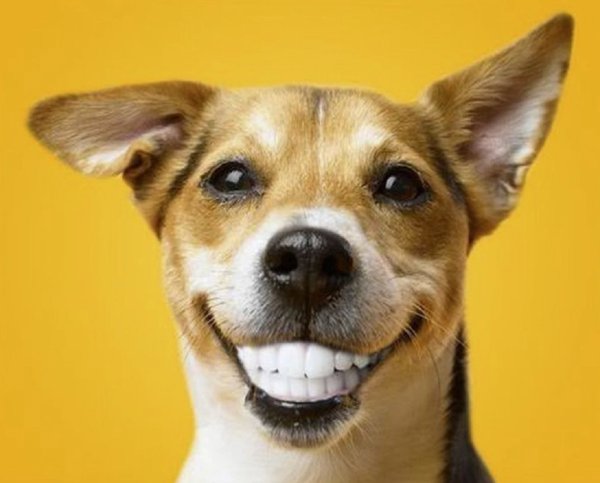 Реклама Педигри Дента Стикс