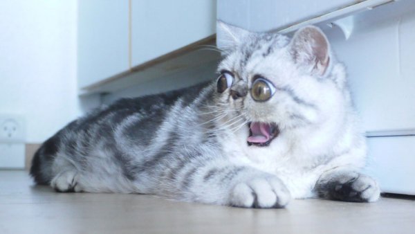 Кот в шоке