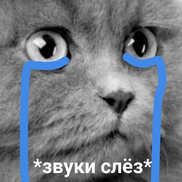 Грустные пикчи с котиками